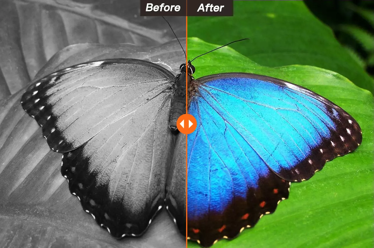 Photos avant et après la coloration