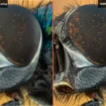 AI-Image-Enlargement